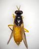 Beris vallata